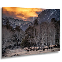 A herd of elk grazing in a mountainous, forested area with a full moon visible in the sky.