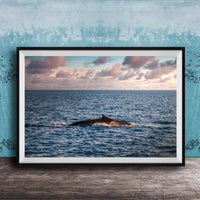 A framed photograph of a whale swimming in the ocean, with a beautiful sunset sky in the background.