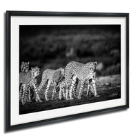 A group of cheetahs walking together in a field, captured in a black and white photograph.