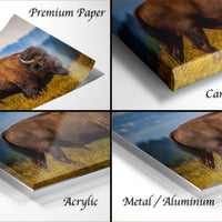 The image is a collage of four images depicting a bison in various settings, including a field, a forest, and a mountain landscape.
