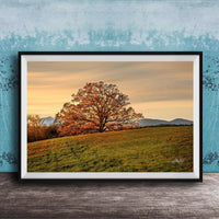 a large tree with orange leaves on a grassy hill, set against a backdrop of mountains and a blue sky with clouds.