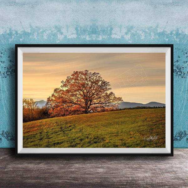 a large tree with orange leaves on a grassy hill, set against a backdrop of mountains and a blue sky with clouds.