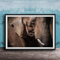 A close-up photograph of an elephant's face, with its large ears and tusks prominently featured against a blue textured background.