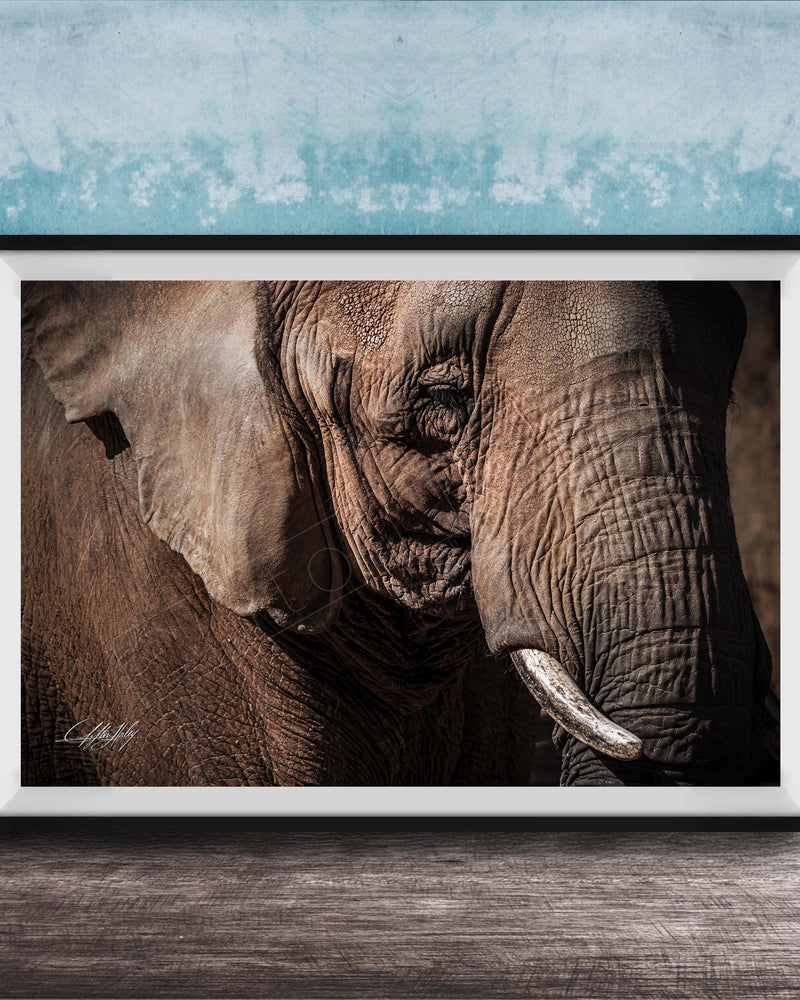 A close-up photograph of an elephant's face, with its large ears and tusks prominently featured against a blue textured background.