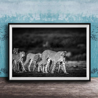 A group of cheetahs walking together in a natural setting, captured in a black and white photograph.
