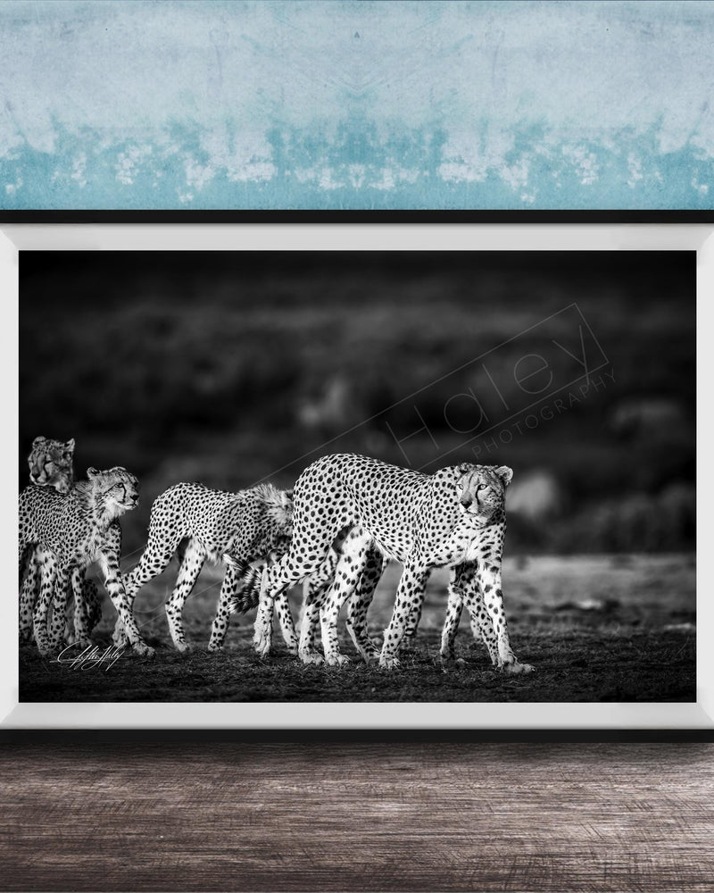 A group of cheetahs walking together in a natural setting, captured in a black and white photograph.