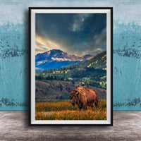 A large brown bison stands in a grassy field, with a mountainous landscape in the background under a dramatic cloudy sky.