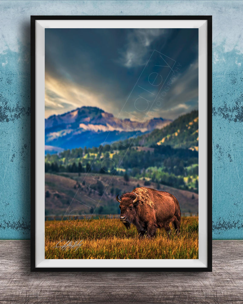 A large brown bison stands in a grassy field, with a mountainous landscape in the background under a dramatic cloudy sky.