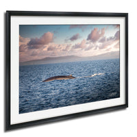 A framed photograph depicting a whale swimming in the ocean, with a cloudy sky in the background.