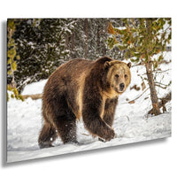 A large brown bear walking through a snowy forest, surrounded by snow-covered trees and branches.
