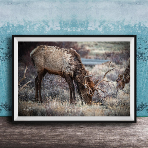 A framed photograph of a deer grazing in a field with a blue background.