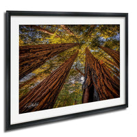 a dense forest with towering redwood trees reaching up towards the sky, creating a sense of depth and scale.