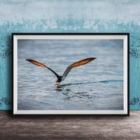 A framed photograph of a bird with orange and black feathers, captured in mid-flight over a body of water.