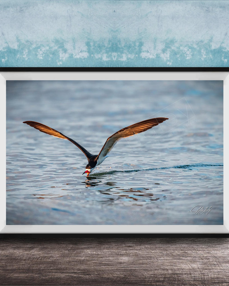 A framed photograph of a bird with orange and black feathers, captured in mid-flight over a body of water.