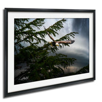A framed photograph of a bald eagle soaring through a cloudy sky, with its wings spread wide as it flies over a tree.