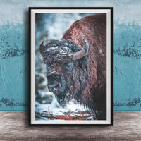 A close-up photograph of a large, shaggy bison standing in a snowy forest.
