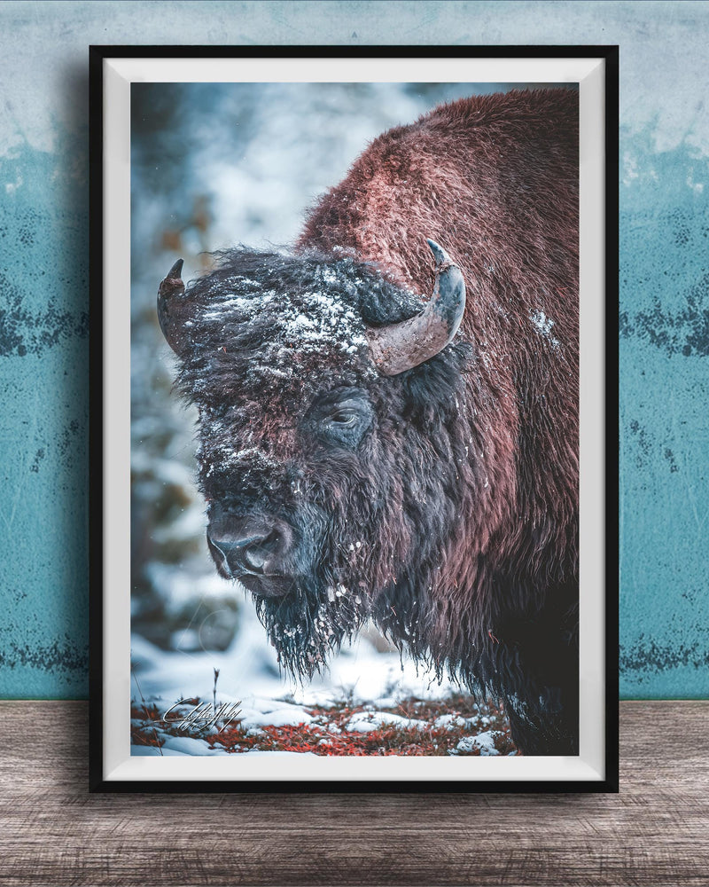 A close-up photograph of a large, shaggy bison standing in a snowy forest.