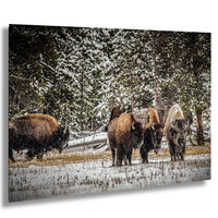 A group of bison standing in a snowy field, surrounded by snow-covered trees.
