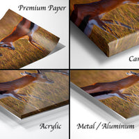 The image is a collage of four photographs depicting a gazelle in different settings, including a close-up of the gazelle's head and legs, a close-up of the gazelle's body, a close-up of the gazelle's legs and tail, and a close-up of the gazelle's body and legs.