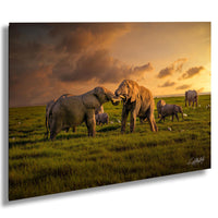 wildlife photography, Amboseli sunrise, elephant battle, Kenya safari, Maasai culture, African wildlife, big tuskers, safari adventure