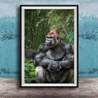 gorilla photography, silverback wall art, uganda jungle print, wildlife fine art, african nature decor, primate photo art, rainforest wall decor, safari home artwork, jungle wildlife print, gorilla portrait art, bwindi forest photo, african wilderness decor, nature lover gift, travel wall art, exotic wildlife image