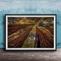 The image is a framed photograph of a forest scene, featuring tall trees with brown trunks and vibrant green leaves reaching upwards towards a blue sky.