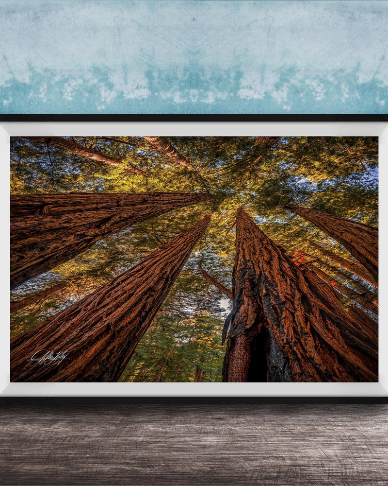 The image is a framed photograph of a forest scene, featuring tall trees with brown trunks and vibrant green leaves reaching upwards towards a blue sky.