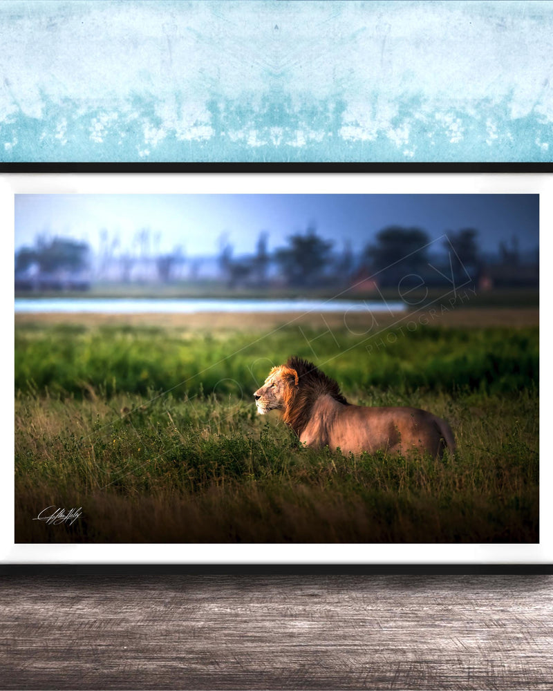 Lion Wildlife Wall Art | Maasai Mara Safari Boho Print Decor