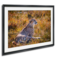 A cheetah resting in the tall grass, its spotted coat blending with the golden hues of the surroundings.