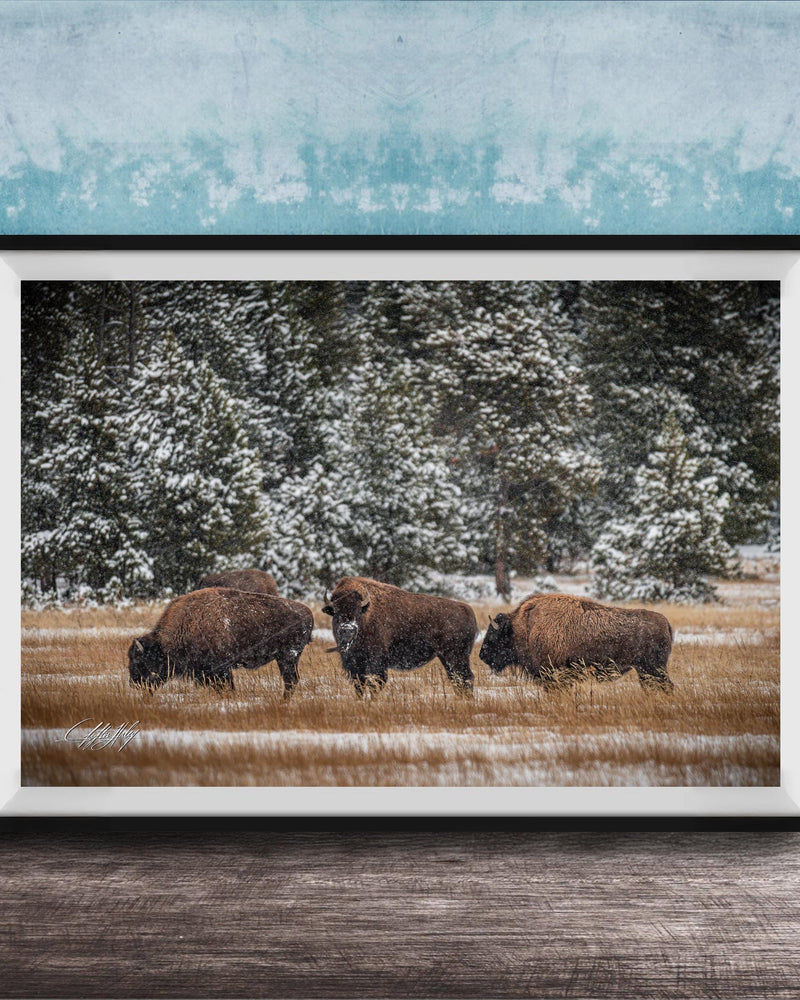 A framed photograph of three bison grazing in a snowy field with trees in the background.