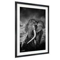 A majestic elephant stands in a grassy field, its large tusks and trunk prominently displayed against a dramatic cloudy sky.