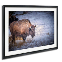 A large brown buffalo with horns is walking through a snowy field, surrounded by snowflakes falling gently around it.