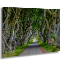 A winding road flanked by a dense canopy of twisted, gnarled trees with a lush, green landscape surrounding it.
