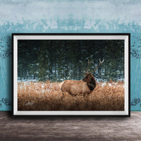A brown elk with large antlers stands in a snowy field, surrounded by trees and snow-covered ground.