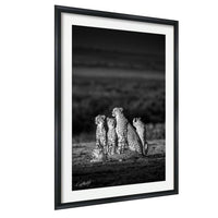 A group of five cheetahs sitting together in a field, their distinctive spotted coats contrasting against the dark background.