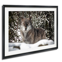 A gray wolf standing in a snowy forest, surrounded by snow-covered trees.