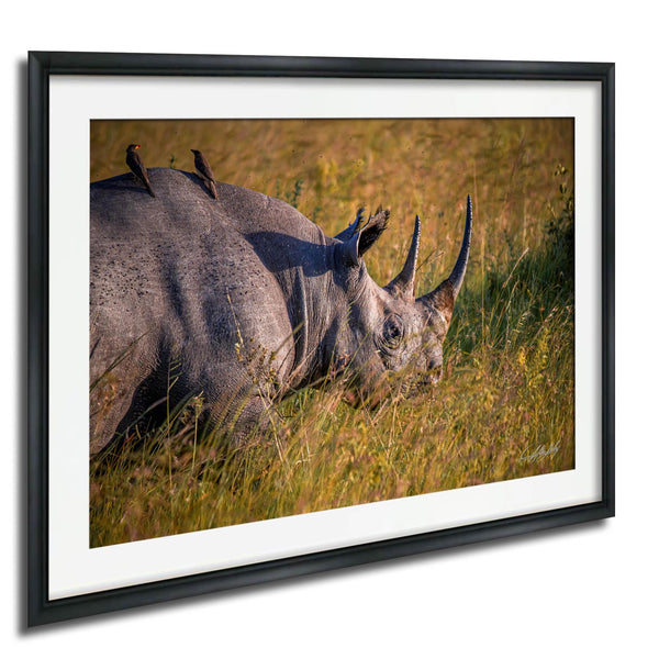 A rhinoceros standing in a grassy field with two birds perched on its back.