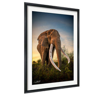 A large elephant with long tusks stands in a grassy field, facing the camera.