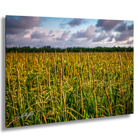 A vast field of tall, golden-yellow crops stretches out under a cloudy sky, creating a serene and picturesque landscape.