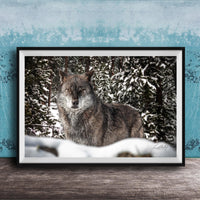 A gray wolf standing in a snowy forest, its eyes focused and alert.