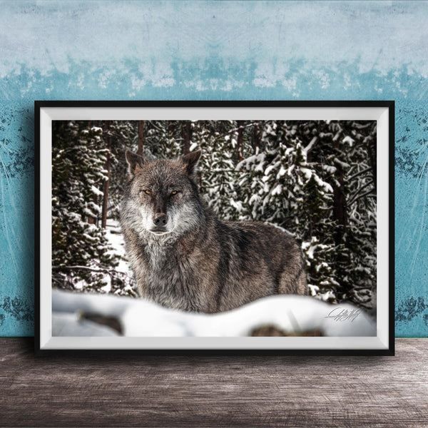 A gray wolf standing in a snowy forest, its eyes focused and alert.