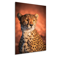 A cheetah with a focused expression, its fur patterned with spots, is the central subject of the image.
