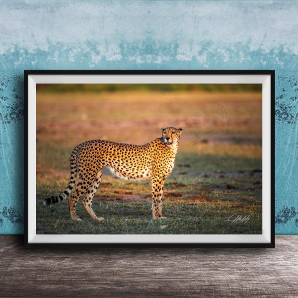 A cheetah standing in a grassy field, facing the camera.