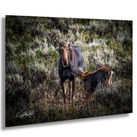 A mother moose and her calf standing in a grassy field with shrubs and trees in the background.