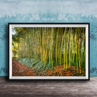 A framed photograph of a lush bamboo forest, with tall, slender stalks of green bamboo stretching across the frame and a carpet of fallen leaves and brown mulch in the foreground.