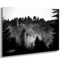 A black and white image depicting a forested landscape with a misty, hazy atmosphere.