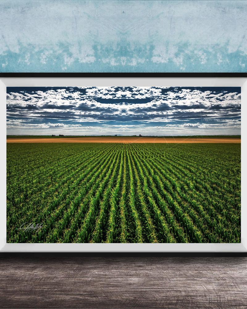 A framed photograph of a vast, lush green field with rows of crops stretching out into the distance, set against a cloudy sky.