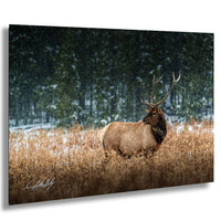 A majestic elk stands in a snowy field, its antlers reaching towards the sky.