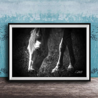 A black and white photograph of a horse grazing in a grassy field, with a blue textured background.