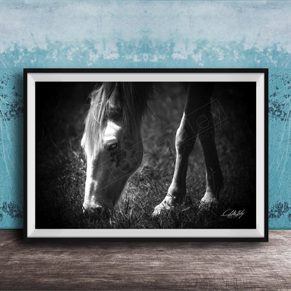 A black and white photograph of a horse grazing in a grassy field, with a blue textured background.